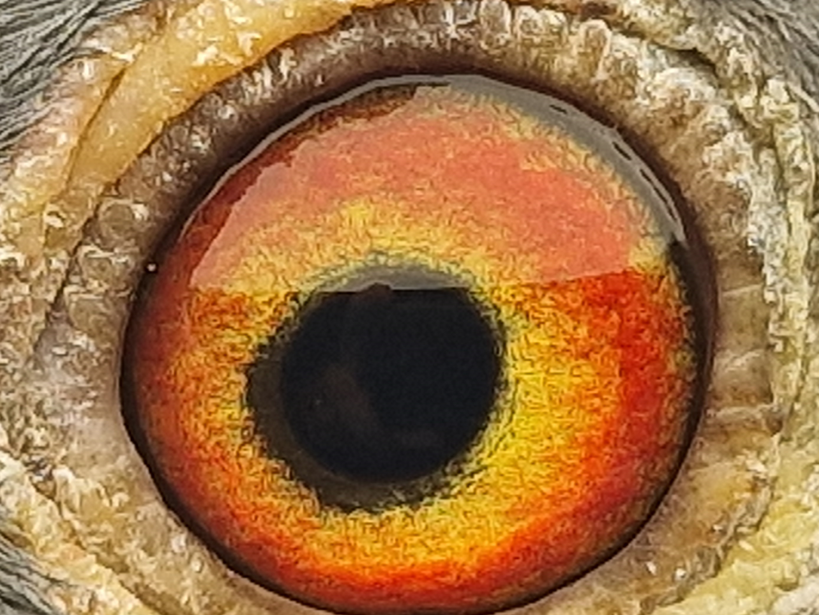 Pigeon eye